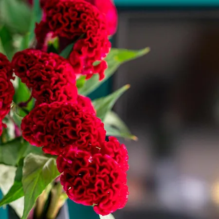 Renza House Chiaia *